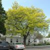 Honeylocust Sunburst #15 - Image 3